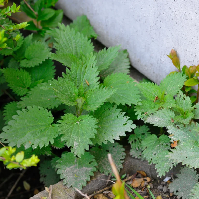 Pokrzywa zwyczajna - właściwości i zastosowanie w ogrodzie - Blog ogrodniczy