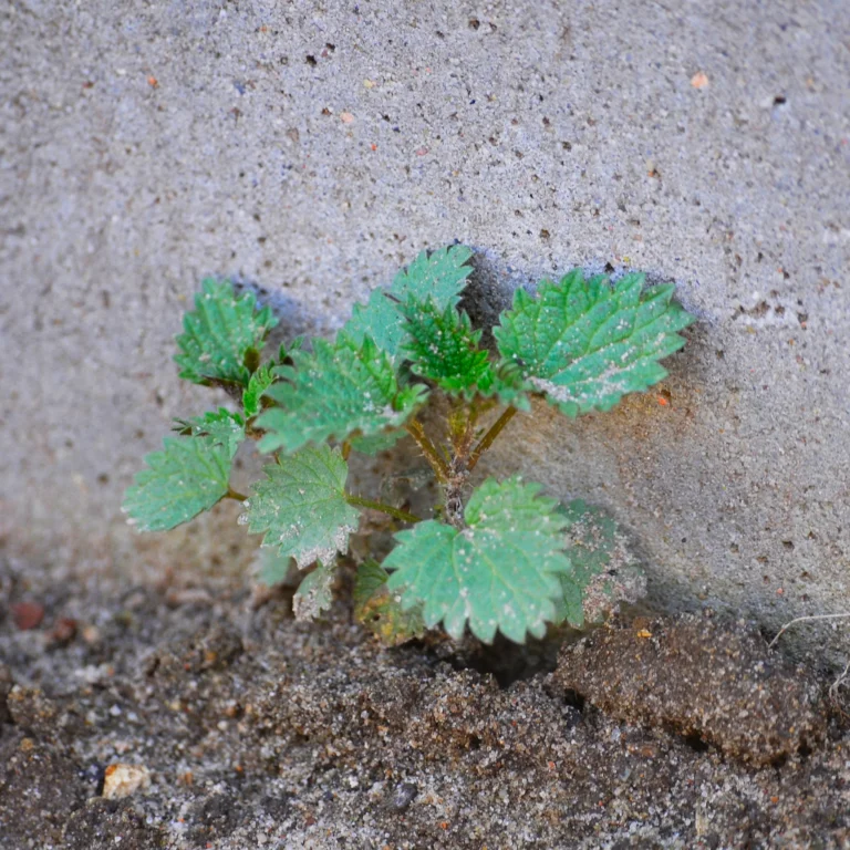 Pokrzywa zwyczajna - właściwości, zastosowanie i uprawa w ogrodzie - blog ogrodniczy