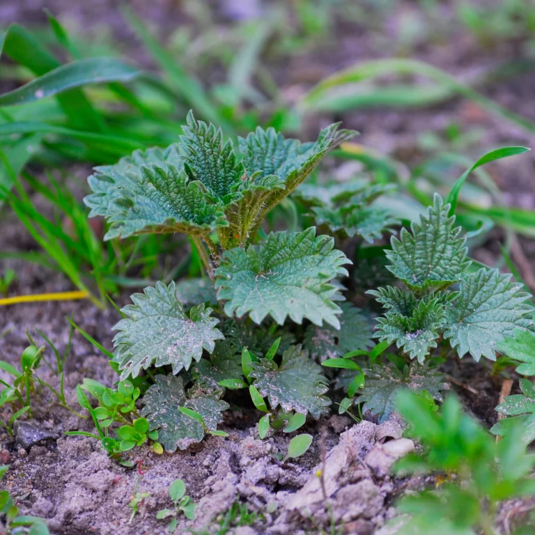 Pokrzywa zwyczajna - właściwości i zastosowanie w ogrodzie - blog ogrodniczy